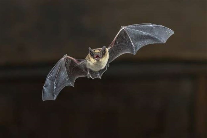 آیا خفاش ها می توانند ما را به سمت آب پاک در صحرا هدایت کنند؟