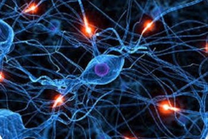 تکوین سلول های بنیادی مغزی به سلول های عصبی جدید