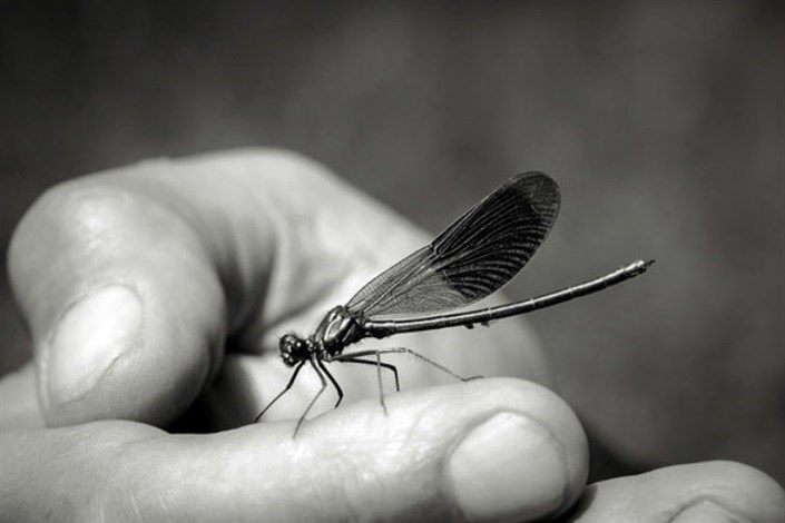 انقراض حشرات تا 1 قرن دیگر
