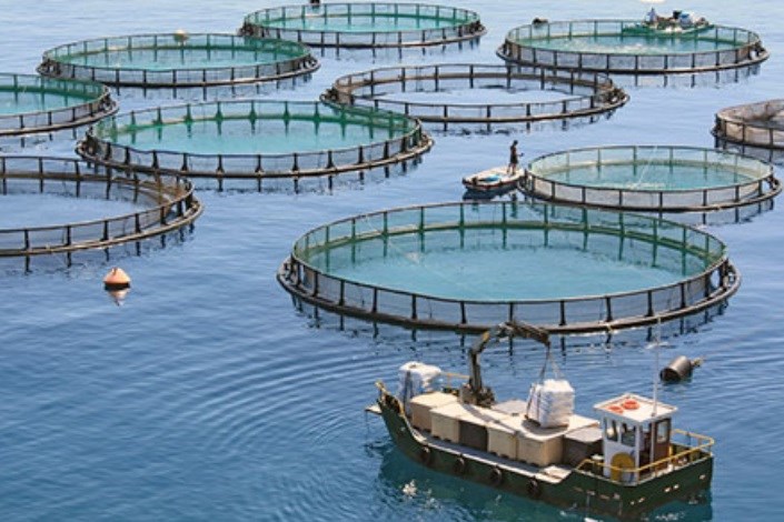 صنعت «پرورش ماهی در قفس» در استان‌های ساحلی کشور توسعه می‌یابد
