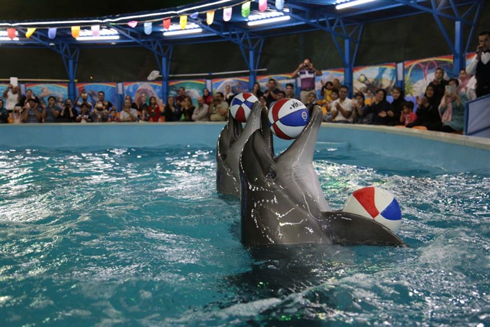 دلفیناریوم؛ مشارکت در نسل کشی دلفین ها