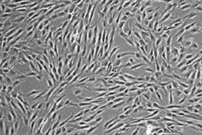 نقش سلول های بنیادی و ترمیم اندام های آسیب دیده