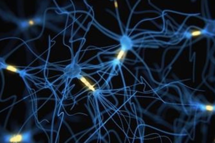 مکانیسم های جدیدبرای تنظیم سلول های بنیادی عصبی