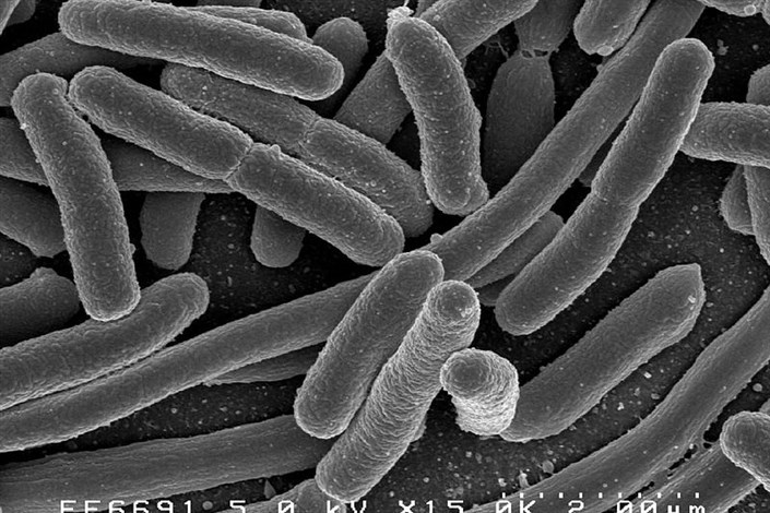 حرکت باکتریها در هوا تا هزاران کیلومتر دورتر