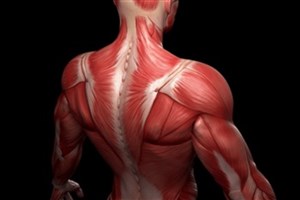 حافظه عضلانی و نقش آن در حفظ تناسب اندام