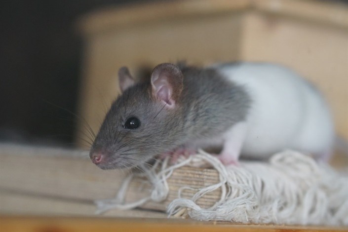 افزایش عملکردهای شناختی در موش‌های پیر