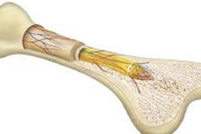کاربردی کردن سلول ها در ترمیم استخوان