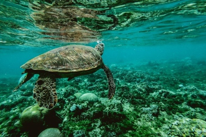 سال 2019 سالی تعیین کننده برای تنوع زیست دریایی اقیانوس ها