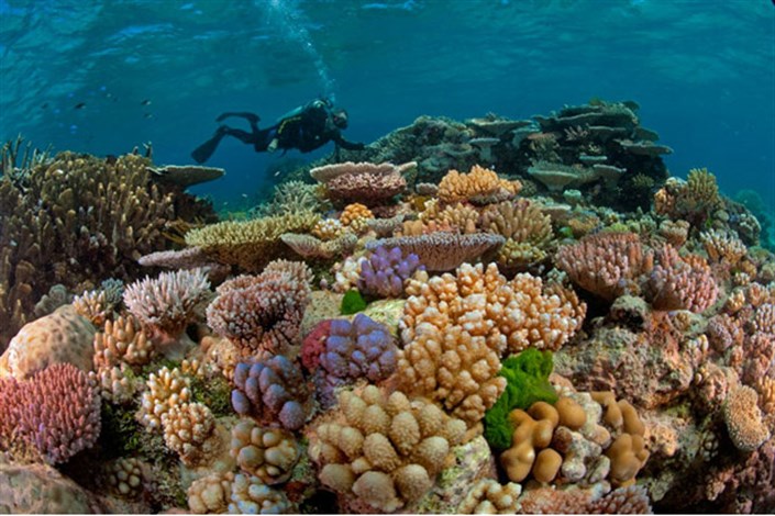 کشف صخره مرجانی عظیم در آب های استرالیا
