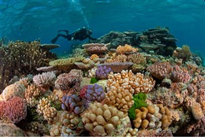 کشف صخره مرجانی عظیم در آب های استرالیا