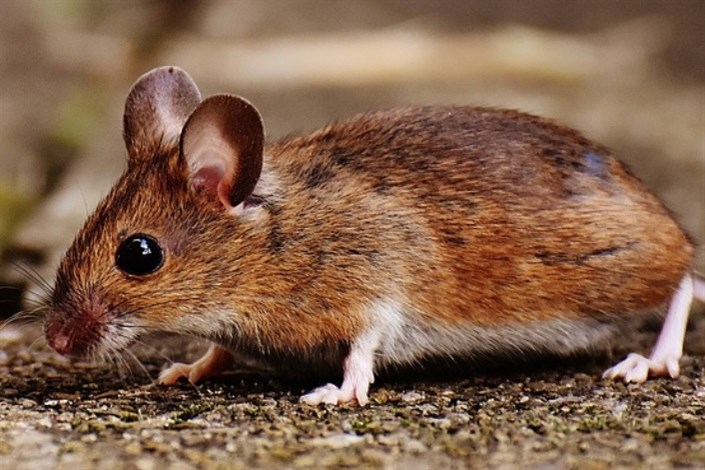 محققان موش‌ها را شجاع‌تر کردند