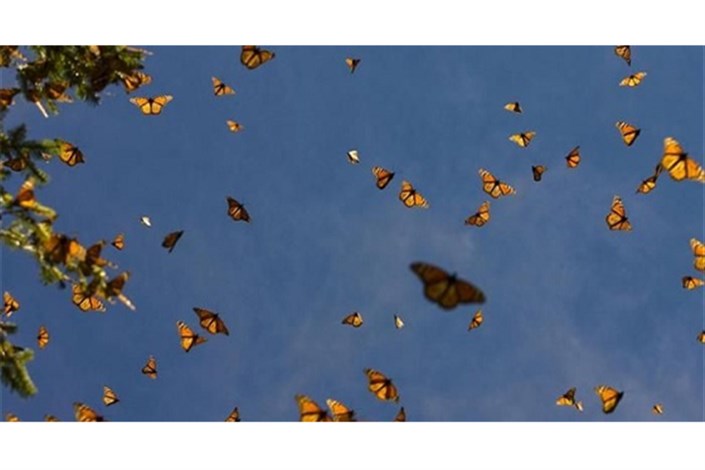 چرایی  بازگشت پروانه ها به پایتخت/مشکلی مردم را تهدید نمی‌کند