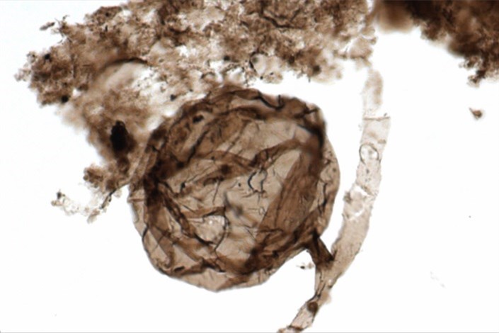 کشف فسیل400 میلیون ساله قارچ در کانادا