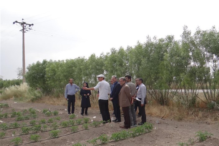معاون وزیر جهاد کشاورزی از طرح تولیدی بذر واحد خوراسگان بازدید کرد