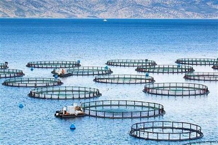 انتقال فناوری و بومی سازی طرح توسعه صنعت پرورش ماهی در قفس اجرایی می‌شود