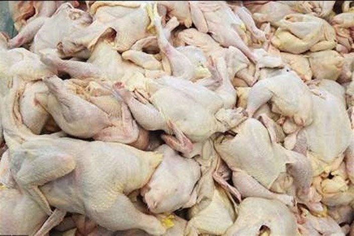 انهدام  13000 کیلو گوشت مرغ گرم غیر قابل مصرف در کهنوج 