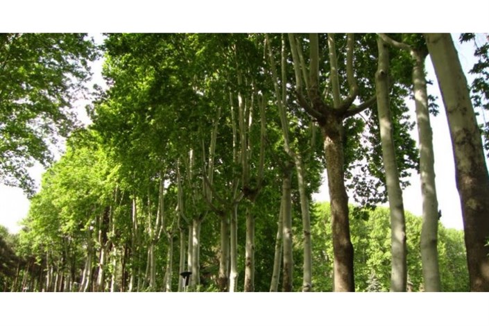 شناسایی۱۰۶ درخت کهنسال در خیابان ولی عصر