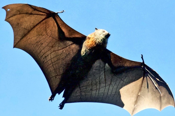 خفاش ها درمان گران جدید سرطان