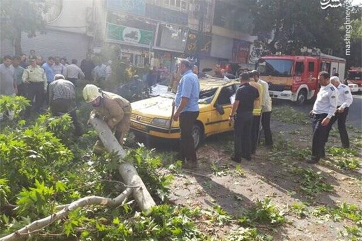 سقوط ناگهانی  درخت چنار ۱۰ متری در خیابان شریعتی