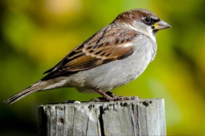 پیشگیری و درمان استرس با بررسی پرندگان آوازخوان