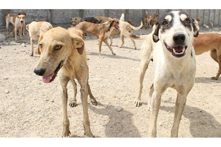  پیمانکار خاطی عزل شد/  انتشار فیلم کشتار دلخراش سگ‌ها در فضای مجازی 