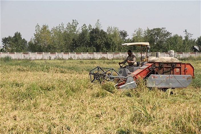 آغاز برداشت برنج از مزارع تحقیقاتی واحد لاهیجان