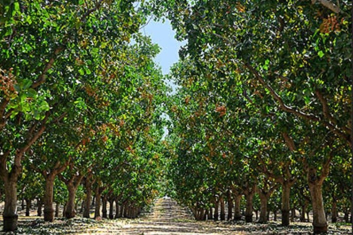 باغ مدرنِ میوه در واحد کرمانشاه ایجاد می‌شود/ تجهیزات آزمایشگاهی پیشرفته صنعت کشاورزی در دانشگاه