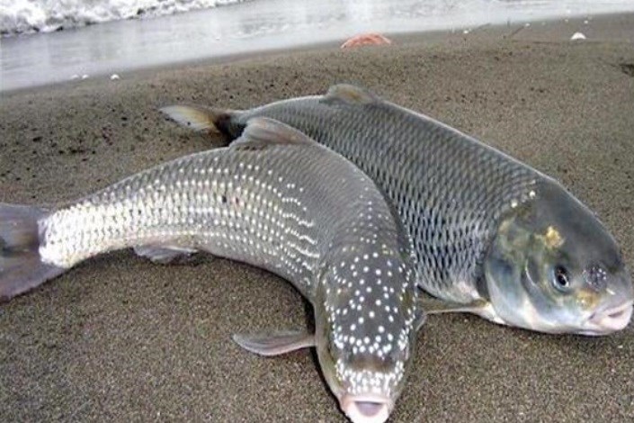 غلظت جیوه در ماهی‌های شمال پایین‌تر از استانداردها است