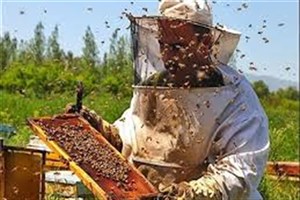 از ۲۲۷۷ بهره‌بردار تا ۳۸۲ هزار کلنی؛ زنبورداری همدان در مسیر توسعه یا خام‌فروشی