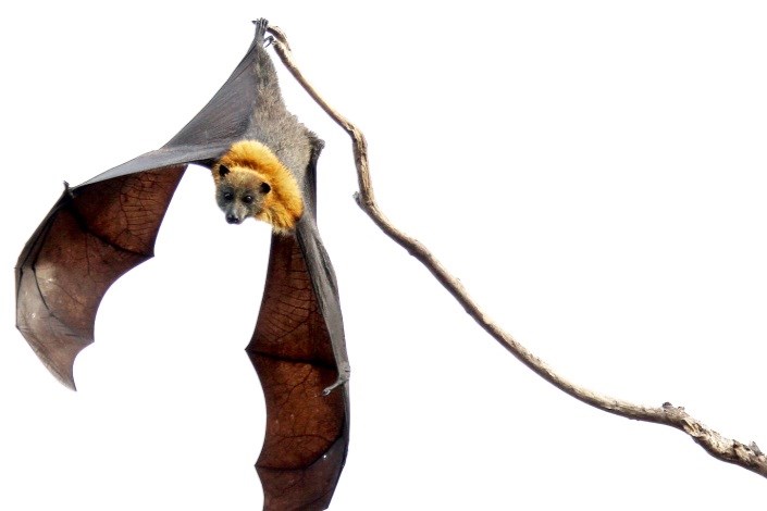 حل معمای جدیدی از خفاش‌ها