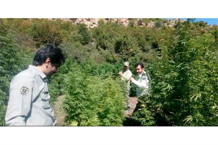  کشف یک مزرعه ماری‌جوانا در پارک ملی پابند