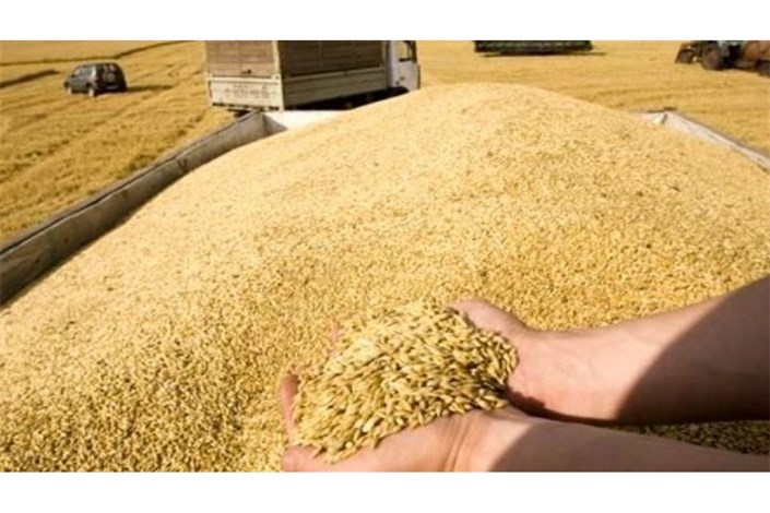 تولید گندم روسیه در مرز رکورد زدن
