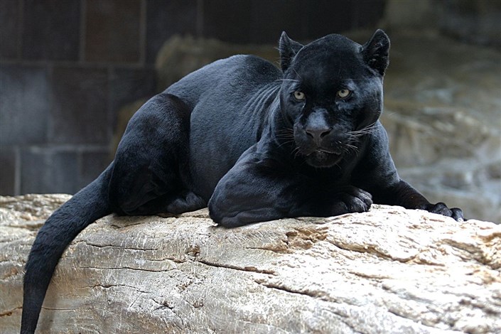 پلنگ سیاه از باغ وحشی در فرانسه دزدیده شد
