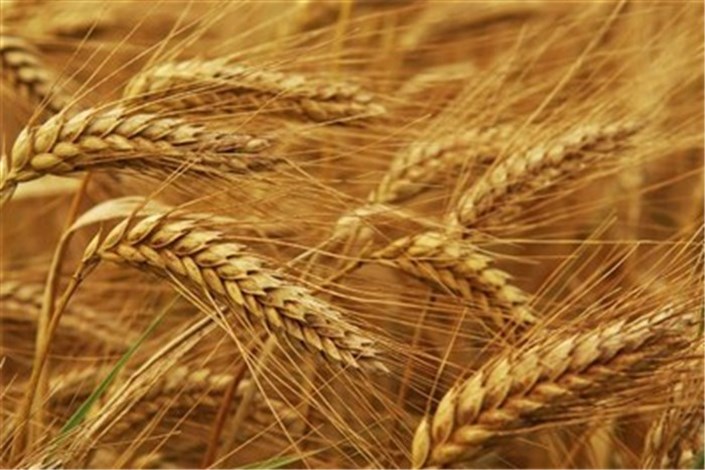 تولید گندم‌ مقاوم به خشکی از سوی محققان کشور