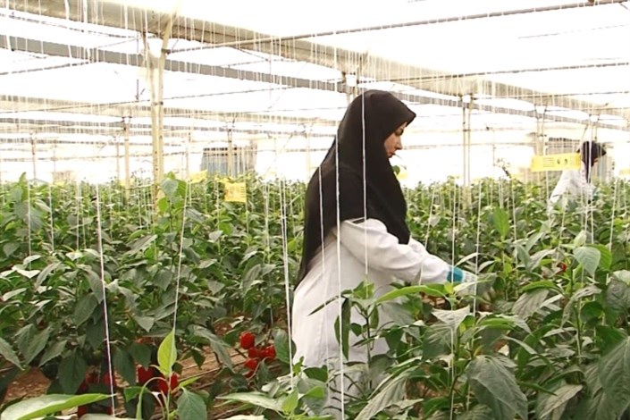 رونق کشاورزی کشور با رویکرد مبتنی بر حل مسأله در دانشگاه آزاد اسلامی/ از تولید بذر تا کشت گندم در مزارع واحدهای مختلف