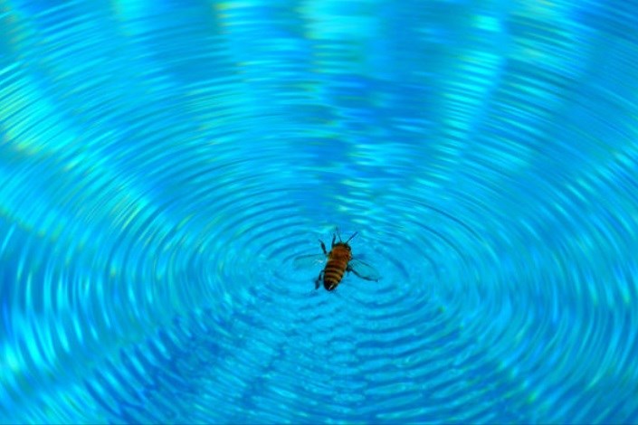 راه زنبورها برای غرق نشدن چیست؟