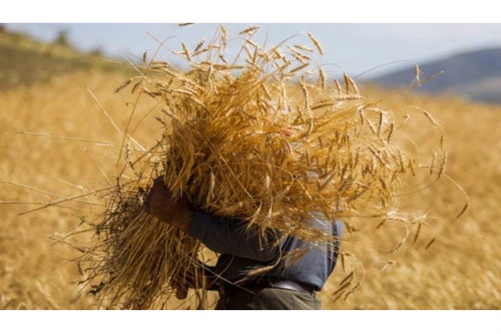  افزایش قیمت گندم و دانه‌های روغنی در بازارهای جهانی