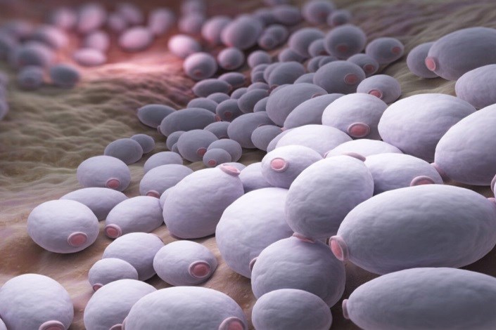 دست‌کاری سطح نانوذرات برای مقابله با عفونت‌های قارچی