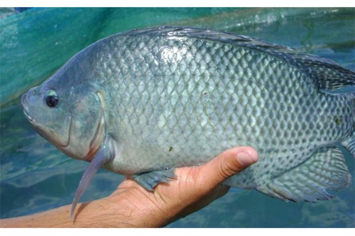 شکایت از رئیس سازمان محیط زیست به دنبال صدور مجوز پرورش ماهی تیلاپیا+سند