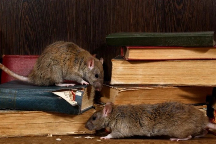 همدلی؛ راهی برای بقای موش‌ها