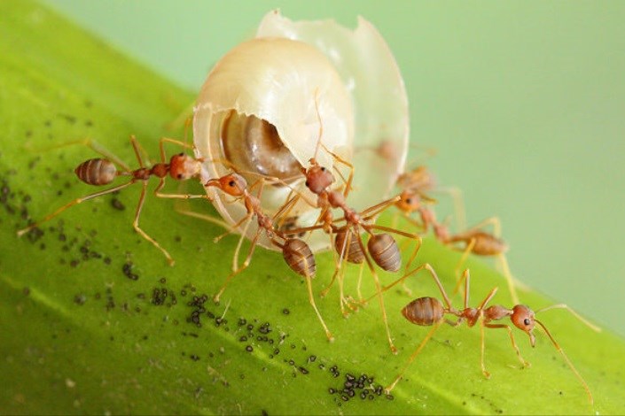 کشف راز مسیریابی مورچه ها