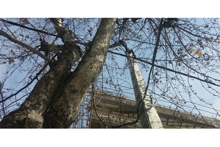 درختان مؤسسه دهخدا قطع نشده است