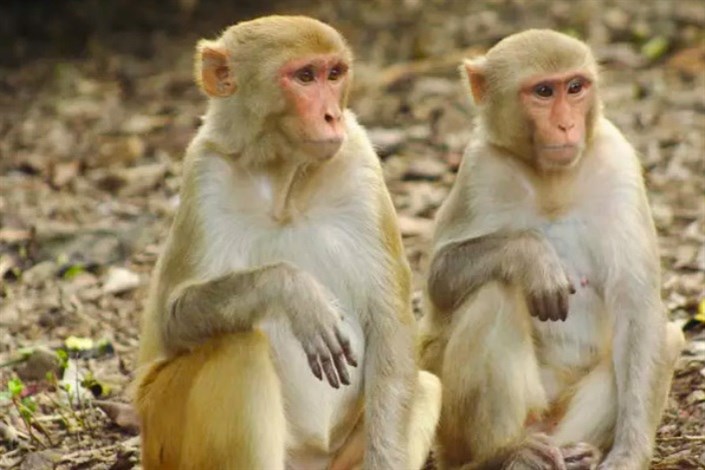 انجام آزمایش در مورد ویروس کرونا روی میمون