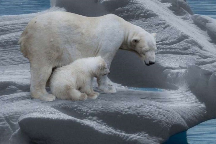 خطر آب‌شدن یخ دریاها برای خرس‌های قطبی 