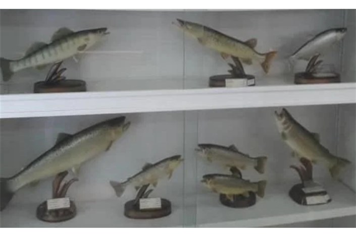 پرورش ماهیان خاویاری در مرکز تحقیقات علوم شیلاتی واحد لاهیجان
