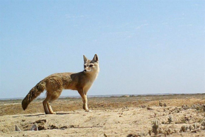 تحویل 3 قلاده  توله روباه به محیط زیست