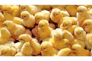 میزان تولید مرغ ۱۰ درصد بیش از نیاز کشور است / ۸ و نیم میلیون قطعه جوجه‌ریزی در مرداد ماه