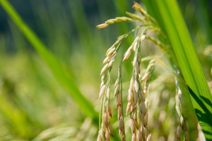 دستکاری ژنوم گیاه برنج برای افزودن ویتامین A با استفاده از CRISPR-Cas۹