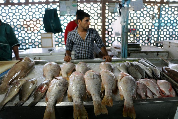 کاهش قیمت ۳۴ نوع ماهی در میادین میوه و تره بار
