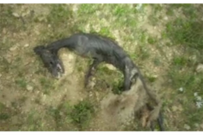 کشف لاشه یک موجود عجیب در منطقه شکار ممنوع"خرم ناز" بویراحمد